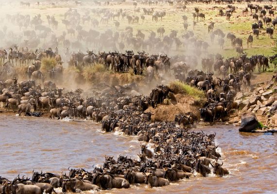 Day - 3 - Wildebeest Migration