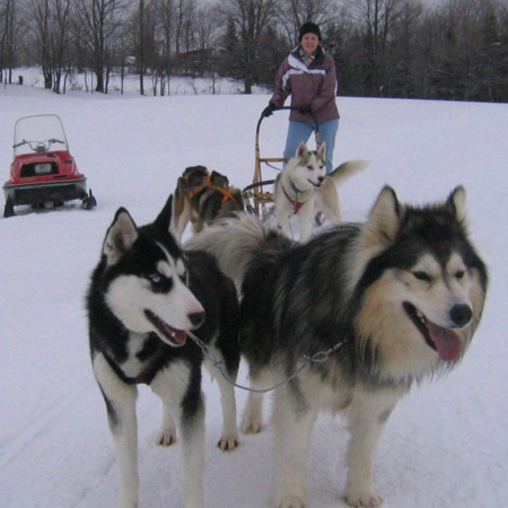 dog sledding tour